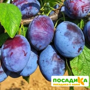 Слива Чачакская ранняя купить по цене от 229.00р. в интернет-магазине «Посадика» с доставкой почтой в в Бодайбое и по всей России – [изображение №1].