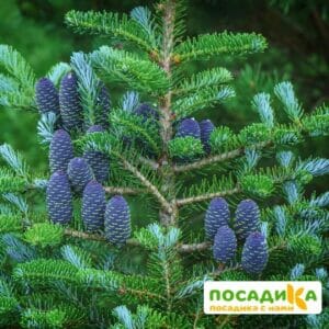 Пихта корейская (Abies koreana) купить по цене от 450.00р. в интернет-магазине «Посадика» с доставкой почтой в в Бодайбое и по всей России – [изображение №1].