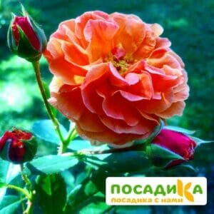 Роза Арабия купить по цене от 350.00р. в интернет-магазине «Посадика» с доставкой почтой в в Бодайбое и по всей России – [изображение №1].