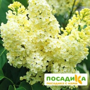 Сирень Примроуз (Primrose) купить по цене от 529.00р. в интернет-магазине «Посадика» с доставкой почтой в в Бодайбое и по всей России – [изображение №1].