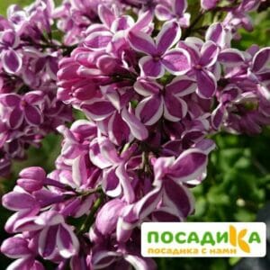 Сирень Сенсация купить по цене от 529.00р. в интернет-магазине «Посадика» с доставкой почтой в в Бодайбое и по всей России – [изображение №1].