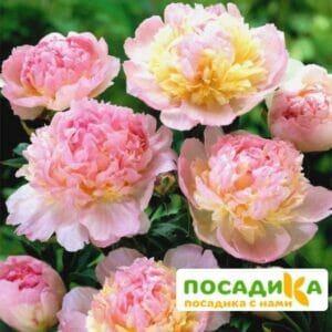 Пион Распберри Сандей (Paeonia Raspberry Sundae) купить по цене от 959р. в интернет-магазине «Посадика» с доставкой почтой в в Бодайбое и по всей России – [изображение №1].