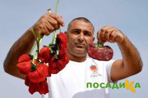Клубника Гигант Джорнея купить по цене от 266р. в интернет-магазине «Посадика» с доставкой почтой в в Бодайбое и по всей России – [изображение №1].