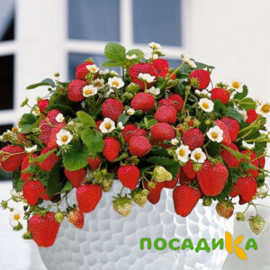 Клубника Рубиновый Шепот (горшечная) купить по цене от 240р. в интернет-магазине «Посадика» с доставкой почтой в в Бодайбое и по всей России – [изображение №1].