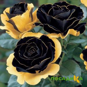 Роза Ханни Сикл купить по цене от 700р. в интернет-магазине «Посадика» с доставкой почтой в в Бодайбое и по всей России – [изображение №1].