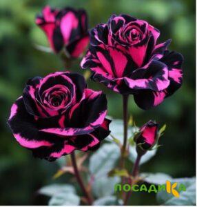 Роза Багровый Шепот купить по цене от 366р. в интернет-магазине «Посадика» с доставкой почтой в в Бодайбое и по всей России – [изображение №1].
