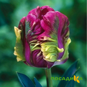 Тюльпан Экзотик Хэвен купить по цене от 186р. в интернет-магазине «Посадика» с доставкой почтой в в Бодайбое и по всей России – [изображение №1].