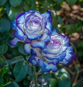 Роза Пэтолз Хоуп купить по цене от 333р. в интернет-магазине «Посадика» с доставкой почтой в в Бодайбое и по всей России – [изображение №1].