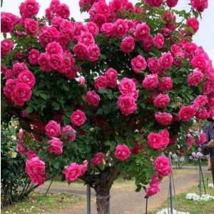 Роза Версаля купить по цене от 232р. в интернет-магазине «Посадика» с доставкой почтой в в Бодайбое и по всей России – [изображение №1].