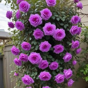 Роза Мистик Уайт купить по цене от 620р. в интернет-магазине «Посадика» с доставкой почтой в в Бодайбое и по всей России – [изображение №1].