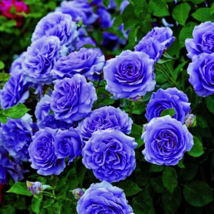 Роза Блю Мун купить по цене от 450р. в интернет-магазине «Посадика» с доставкой почтой в в Бодайбое и по всей России – [изображение №1].