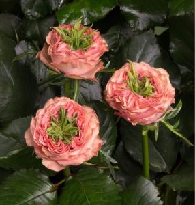 Роза Амбер Инчант купить по цене от 495р. в интернет-магазине «Посадика» с доставкой почтой в в Бодайбое и по всей России – [изображение №1].