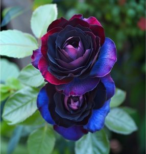 Роза Скарлет Рэвери купить по цене от 489р. в интернет-магазине «Посадика» с доставкой почтой в в Бодайбое и по всей России – [изображение №1].