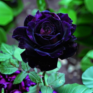 Роза Блэк Пантер купить по цене от 319р. в интернет-магазине «Посадика» с доставкой почтой в в Бодайбое и по всей России – [изображение №1].