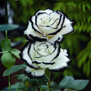 Роза Силк Ивин купить по цене от 319р. в интернет-магазине «Посадика» с доставкой почтой в в Бодайбое и по всей России – [изображение №1].