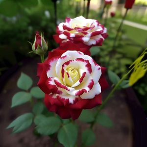 Роза Роял Глом купить по цене от 401р. в интернет-магазине «Посадика» с доставкой почтой в в Бодайбое и по всей России – [изображение №1].