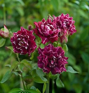 Роза Опаловый Пейзаж купить по цене от 490р. в интернет-магазине «Посадика» с доставкой почтой в в Бодайбое и по всей России – [изображение №1].