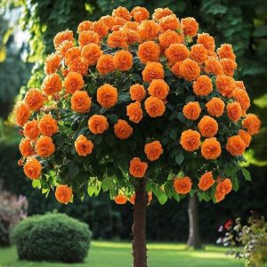 Роза Солнечный Шарм купить по цене от 349р. в интернет-магазине «Посадика» с доставкой почтой в в Бодайбое и по всей России – [изображение №1].