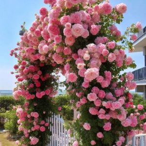 Роза Пастель Розе купить по цене от 605р. в интернет-магазине «Посадика» с доставкой почтой в в Бодайбое и по всей России – [изображение №1].