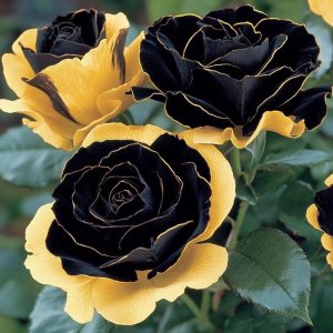 Роза Ханни Сикл купить по цене от 700р. в интернет-магазине «Посадика» с доставкой почтой в в Бодайбое и по всей России – [изображение №1].