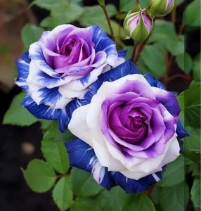 Роза Айвори Каскад купить по цене от 420р. в интернет-магазине «Посадика» с доставкой почтой в в Бодайбое и по всей России – [изображение №1].