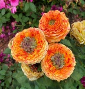 Роза Золотой Мираж купить по цене от 420р. в интернет-магазине «Посадика» с доставкой почтой в в Бодайбое и по всей России – [изображение №1].