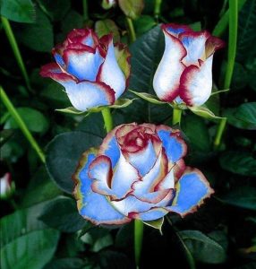 Роза Сафайер Пэтл купить по цене от 450р. в интернет-магазине «Посадика» с доставкой почтой в в Бодайбое и по всей России – [изображение №1].