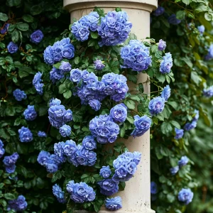 Роза плетистая Блю Перпл купить по цене от 540р. в интернет-магазине «Посадика» с доставкой почтой в в Бодайбое и по всей России – [изображение №1].